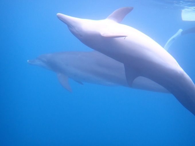 Retina  %e5%af%8c%e5%a3%ab%e7%ae%b1%e6%a0%b9%e4%bc%8a%e8%b1%86%e5%9b%bd%e7%ab%8b%e5%85%ac%e5%9c%92 %e4%bc%8a%e8%b1%86%e8%ab%b8%e5%b3%b6  %e3%82%a4%e3%83%ab%e3%82%ab%ef%bc%92 09%e6%9c%88