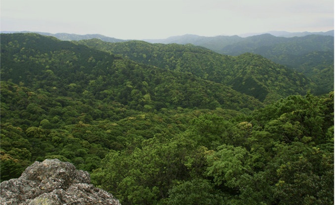 Retina %e5%ae%ae%e5%9f%9f%e6%9e%97